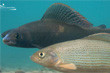 Poissons de l'Allier