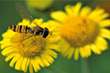 Insectes de l'Allier