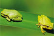 Reptiles et amphibiens de l'Allier