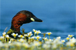 Oiseaux de l'Allier