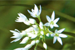 Flore de l'Allier