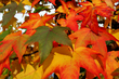 Feuilles d'automne