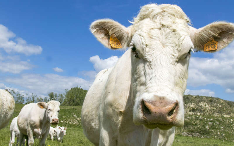 Vache Charolaise (Afficher en grand)